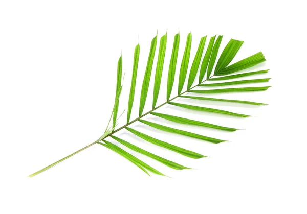 Foglia Palma Tropicale Isolata Sfondo Bianco Piccola Foglia Palma Decorazione — Foto Stock