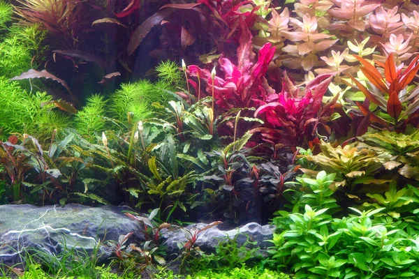 Plantes Aquatiques Colorées Dans Réservoir Aquarium Avec Aménagement Aquascaping Style — Photo