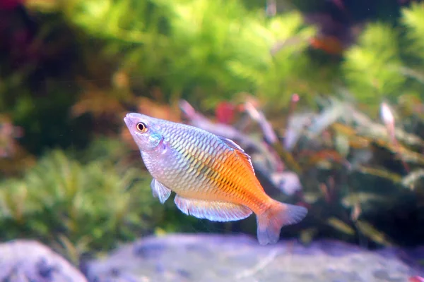 Akvarium Fisk Boesemani Regnbåge Fisk Selektivt Fokus — Stockfoto