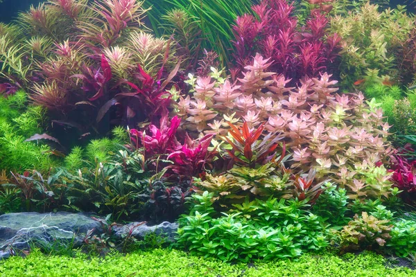 Colorful Aquatic Plants Aquarium Tank Nature Dutch Style Aquascaping Layout — Stock Photo, Image