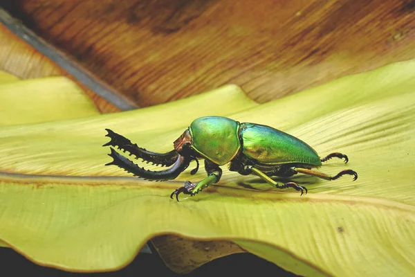 树齿甲虫 Lamprima Adolphinae 是一种生活在新几内亚和巴布亚的鹿科甲虫 广泛的色彩 棕色和蓝色金属色 — 图库照片
