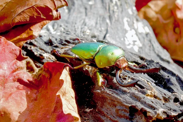 树齿甲虫 Lamprima Adolphinae 是一种生活在新几内亚和巴布亚的鹿科甲虫 广泛的色彩 棕色和蓝色金属色 — 图库照片