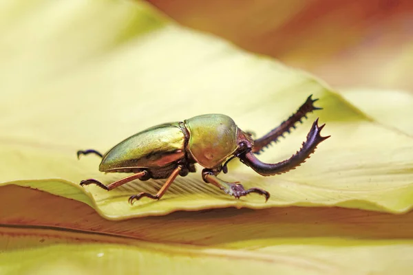 Sawtooth Beetle Lamprima Adolphinae Yeni Gine Papua Bulunan Bir Erkek — Stok fotoğraf