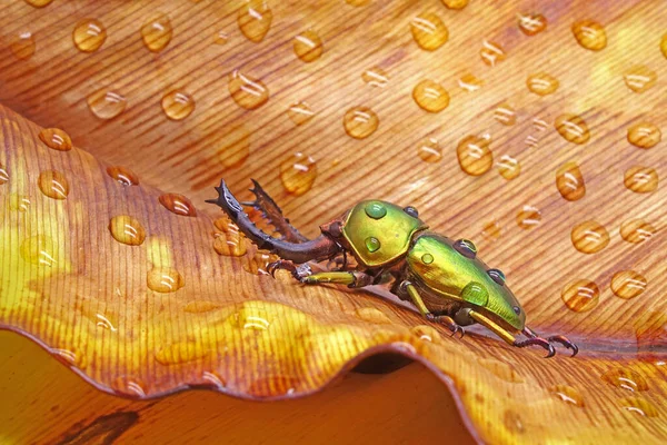 Sawtooth Beetle (Lamprima adolphinae), Yeni Gine ve Papua 'da bulunan bir erkek geyik böceği türüdür. Renk olarak geniş; yeşil, altın, kahverengi ve mavi metalik