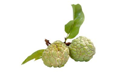 Beyaz arka planda muhallebi elması izole edilmiş. Kremalı elma (Annona squamosa), elma şekeri, veya anon, Tayland 'dan ünlü egzotik meyveler.