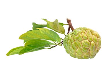 Beyaz arka planda muhallebi elması izole edilmiş. Kremalı elma (Annona squamosa), elma şekeri, veya anon, Tayland 'dan ünlü egzotik meyveler.