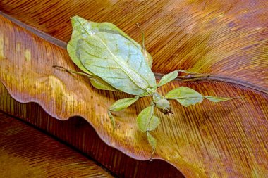 Yaprak böcekleri (Phyllium bioculatum) yaprak böcekleri de yapraksı görünümleriyle tanınan yürüyen yaprak olarak adlandırılırlar. Nadir ve korunan Batı Malezya ve Tayland 'a özgüdürler..