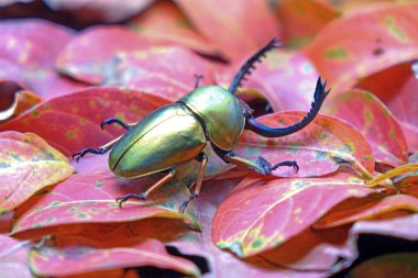 Sawtooth Beetle (Lamprima adolphinae), Yeni Gine ve Papua 'da bulunan bir erkek geyik böceği türüdür. Kızıl Sonbahar Yaprakları 'nda yeşil metalik renk böceği