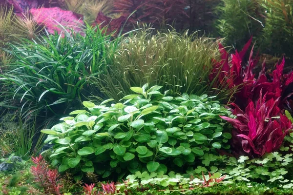 Beautiful Aquatic Plants Tank Dutch Style Aquascaping Layout Aquarium Tank — Stock Photo, Image