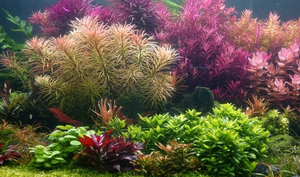 Бак Водными Растениями Выполнен Голландском Стиле Аквариум — стоковое фото