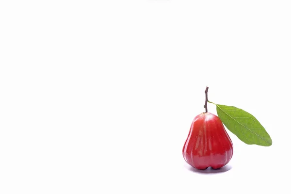 Rozenappel Met Groen Blad Isoleren Witte Achtergrond Mooie Rode Roos — Stockfoto
