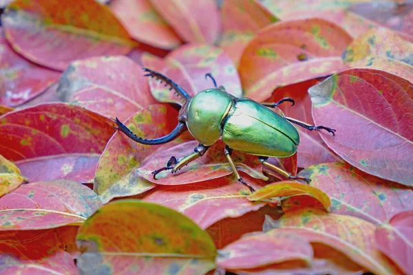 サウツノムシ Lamprima Adolphinae ニューギニアやパプア州で見られるルカニダイ科のクワガムシの一種である 秋の紅葉の緑の金属色の甲虫 — ストック写真