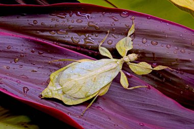 Yaprak böcekleri (Phyllium bioculatum), Yaprak böcekleri ayrıca Batı Malezya ve Tayland 'a özgü çarpıcı yaprak benzeri görünümleriyle tanınan ve nadir ve korunan yürüyen yaprak olarak da bilinir..