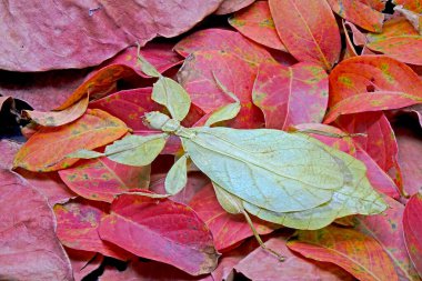 Leaf insects (Phyllium bioculatum0, Leaf insects also call walking leaf that are known for their striking leaflike appearance, native to west Malaysia and Thailand, rare and protected. clipart