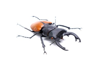 Savaşçı Dev Geyik Böceği (Hexarthrius parryi), Güneydoğu Asya, Tayland, Endonezya ve Hindistan ormanlarında yaşar. Beyaz arkaplanda izole edilmiş böcekler