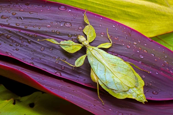 Levél Rovarok Phyllium Bioculatum Levél Rovarok Nevezik Sétáló Levél Amely — Stock Fotó