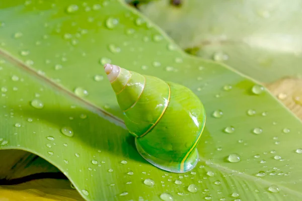 Caracol Verde Esmeralda Caracol Árbol Verde Nombre Científico Papustyla Pulcherrima — Foto de Stock