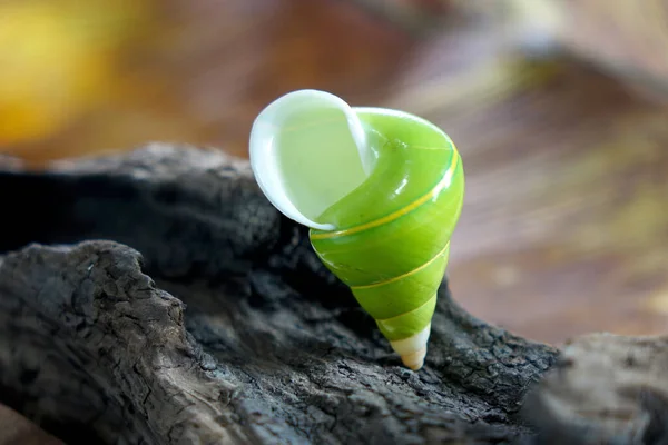 Caracol Verde Esmeralda Caracol Árbol Verde Nombre Científico Papustyla Pulcherrima —  Fotos de Stock