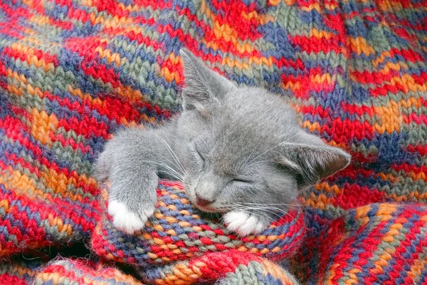 Carino Piccolo Gattino Dormire Sul Maglione Colorato Maglieria — Foto Stock