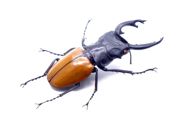 Fighting Giant Stag Beetle Hexarthrius Parryi Species Present Forest Southeast — 图库照片