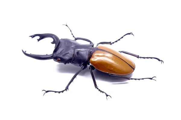 Walka Olbrzymim Stag Beetle Hexarthrius Parryi Gatunek Ten Jest Obecny — Zdjęcie stockowe