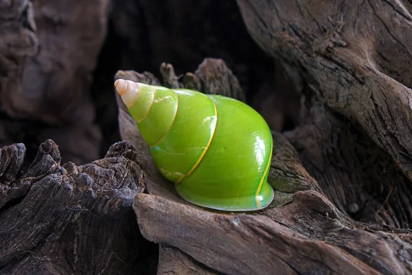 Smaragdzöld Csiga Vagy Zöld Fából Készült Csiga Tudományos Név Papustyla — Stock Fotó