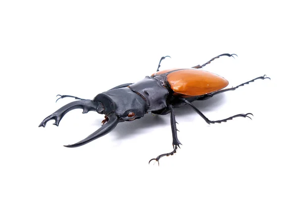 Walka Olbrzymim Stag Beetle Hexarthrius Parryi Gatunek Ten Jest Obecny — Zdjęcie stockowe