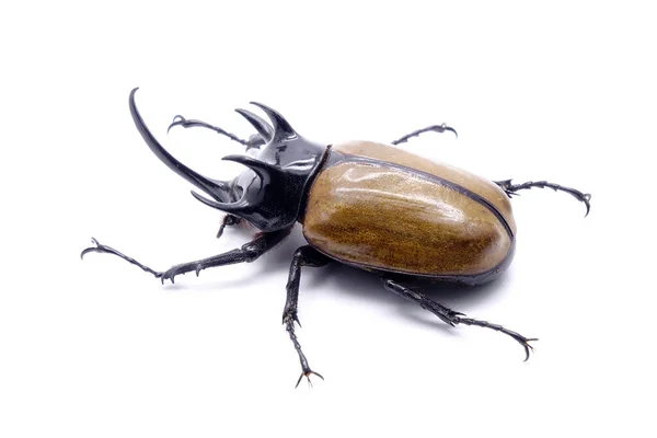 Besouro Rinoceronte Cinco Chifres Eupatorus Gracilicornis Eles Também São Conhecidos — Fotografia de Stock