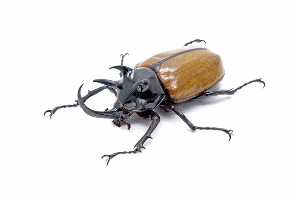 Besouro Rinoceronte Cinco Chifres Eupatorus Gracilicornis Eles Também São Conhecidos — Fotografia de Stock