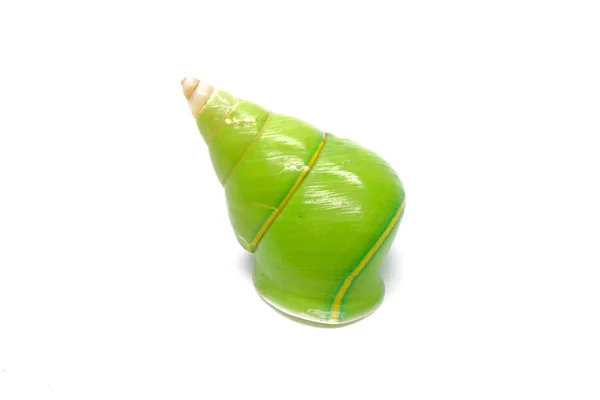 Caracol Verde Esmeralda Caracol Árvore Verde Nome Científico Papustyla Pulcherrima — Fotografia de Stock