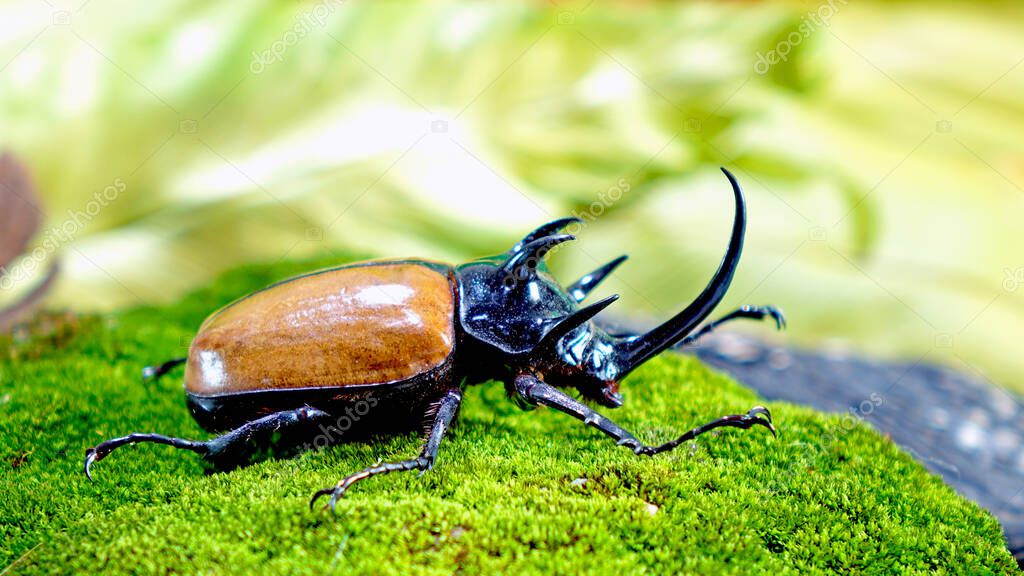 Escarabajo rinoceronte de cinco cuernos (Eupatorus gracilicornis