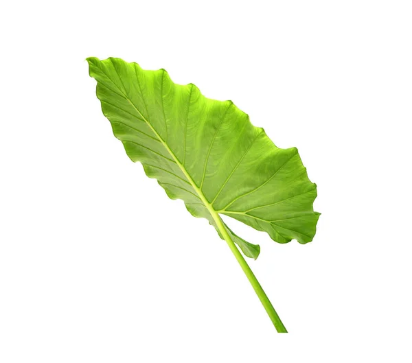 Alocasia Blad Geïsoleerd Witte Achtergrond Olifant Oor Reuzenalocasia Reuzentaro Populaire — Stockfoto