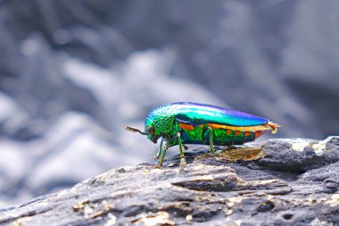 Mücevher böcekleri veya metal tahta-sıkıcı böcekler: Dünyanın en güzel böcekleri parlak yanardöner renkleri, parlak metalik renkleri nedeniyle. Doğadaki böcekler, seçici odaklanma. Boşluğu kopyala