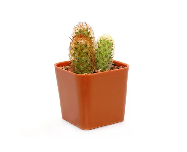 Cactus Vaso Isolato Fondo Bianco — Foto Stock