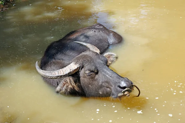 Buffalo. Thai water buffalo in river. Selective focus