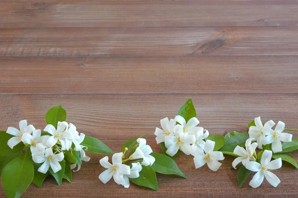 Background : Orange Jassamine ( or Satin wood, Lakeview jasmine Chinese box, Mock orange , Mock lime, Cosmetic bark tree) on oldie brown color wooden background , Copy space