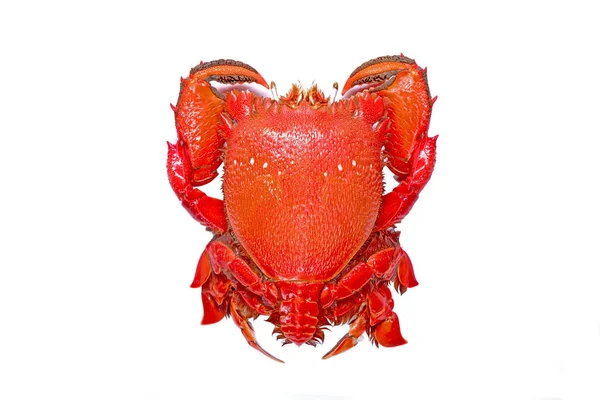 Isolat Crabe Grenouille Rouge Sur Fond Blanc Crabe Grenouille Rouge — Photo