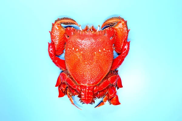 Isolat Crabe Grenouille Rouge Sur Fond Bleu Crabe Grenouille Rouge — Photo