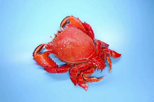 Isoler Crabe Clé Sur Fond Bleu Crabe Grenouille Rouge Ranina — Photo