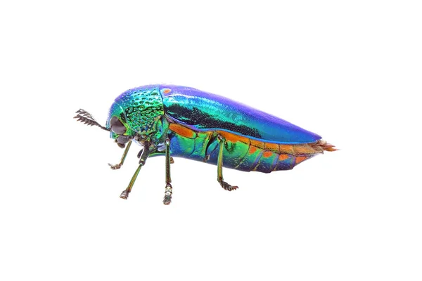 宝石の甲虫や金属製の木のボーリングカブトムシ白い背景に隔離された 光沢のある虹彩色を持つ世界で最も美しい昆虫の1つ — ストック写真