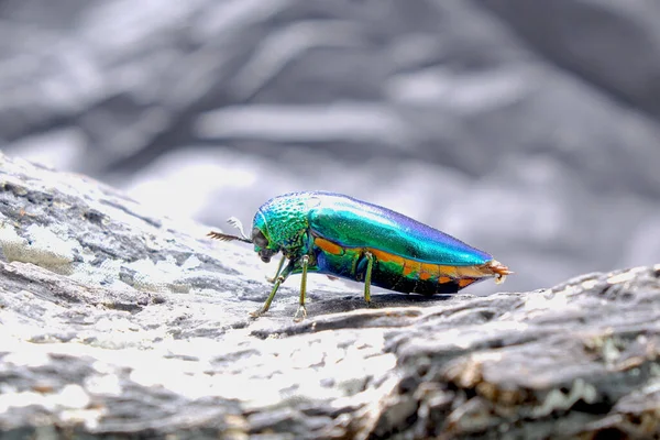 Escarabajos Joya Escarabajos Aburridos Madera Metálica Los Insectos Más Bellos — Foto de Stock