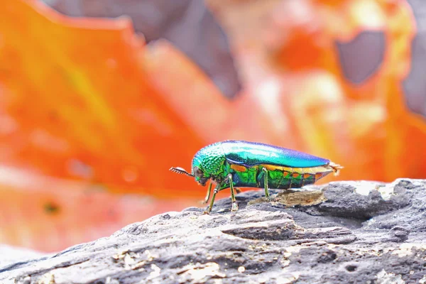 Jewel beetles or metallic wood-boring beetles : World\'s most beautiful insects with glossy iridescent colors,brilliant metallic colors. Beetles in nature,Selective focus.copy space