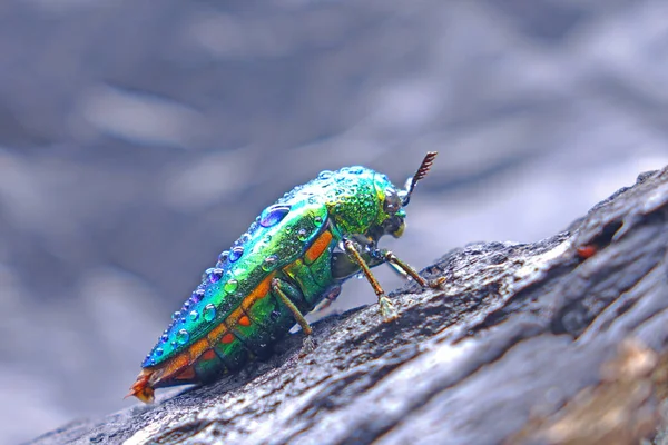 宝石甲虫或金属木材孔甲虫 世界上最美丽的昆虫 因为它们的光泽艳丽的颜色 灿烂的金属色 自然界的甲壳虫 有选择的焦点 复制空间 — 图库照片