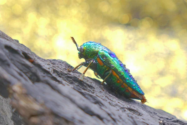 Escarabajos Joya Escarabajos Aburridos Madera Metálica Los Insectos Más Bellos — Foto de Stock