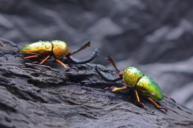 Sawtooth Beetles (Lamprima adolphenae), Papua Yeni Gine yağmur ormanlarında yağmur altında savaşan altın ve yeşil metal dişli böcekler.. 