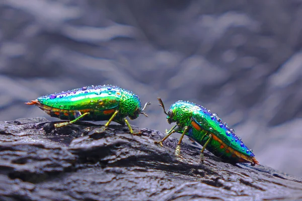 Escarabajos Joya Escarabajos Aburridos Madera Metálica Los Insectos Más Bellos — Foto de Stock