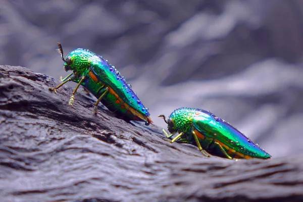 宝石甲虫或金属木材孔甲虫 世界上最美丽的昆虫 因为它们的光泽艳丽的颜色 灿烂的金属色 自然界的甲壳虫 有选择的焦点 复制空间 — 图库照片