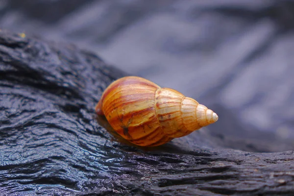 Óriás Afrikai Szárazföldi Csiga Achatina Fulica Szöveges Hely — Stock Fotó