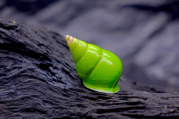 Emerald Green Snail Green Tree Snail Scientific Name Papustyla Pulcherrima — Stock Photo, Image