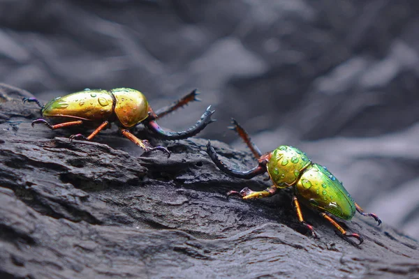 巴布亚新几内亚国家热带雨林的树牙甲虫 Lamprima Adolphenae 绿两种金属锯齿甲虫在雨中战斗 — 图库照片